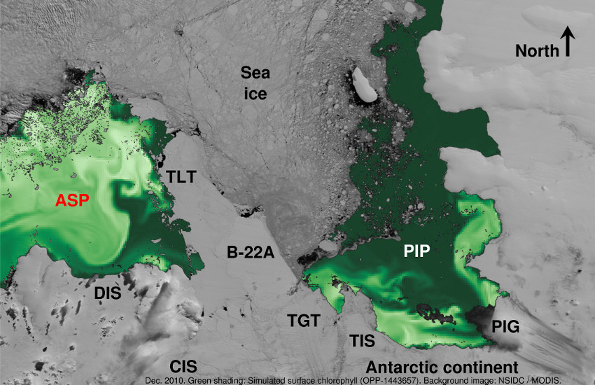 Simulated surface chlorophyll in the Amundsen Sea Polynya (OPP-1443657) and sea ice from NSIDC/MODIS